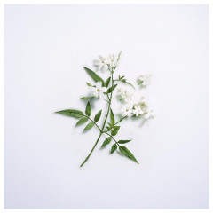 Lancome Jasmin d#x27;Eau Floral Jasmine d#x27; Цветочная вода