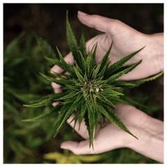 I WANT YOU NAKED HOLY HEMP BODY OIL МАСЛО ДЛЯ ТЕЛА СВЯТОЙ КОНОПЛИ