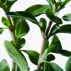 Shiseido Power Infusing Eye Concentrate  Мощный концентрат для кожи вокруг глаз